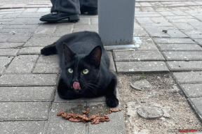 «Не узаконивайте убийства! Ответственность на людях. Государство, где приюты?»