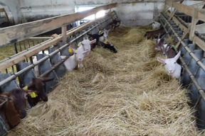 «Складывается впечатление, что для налоговой важнее штраф, чем целебное молоко для детей»